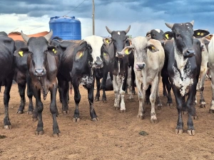 Preço do boi gordo encerra março em alta na maior parte do Brasil