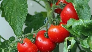 Preço do tomate já subiu 45% em 2026