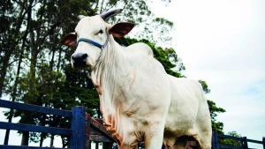 Genética de R$ 54 milhões: como é a rotina da vaca mais cara do mundo