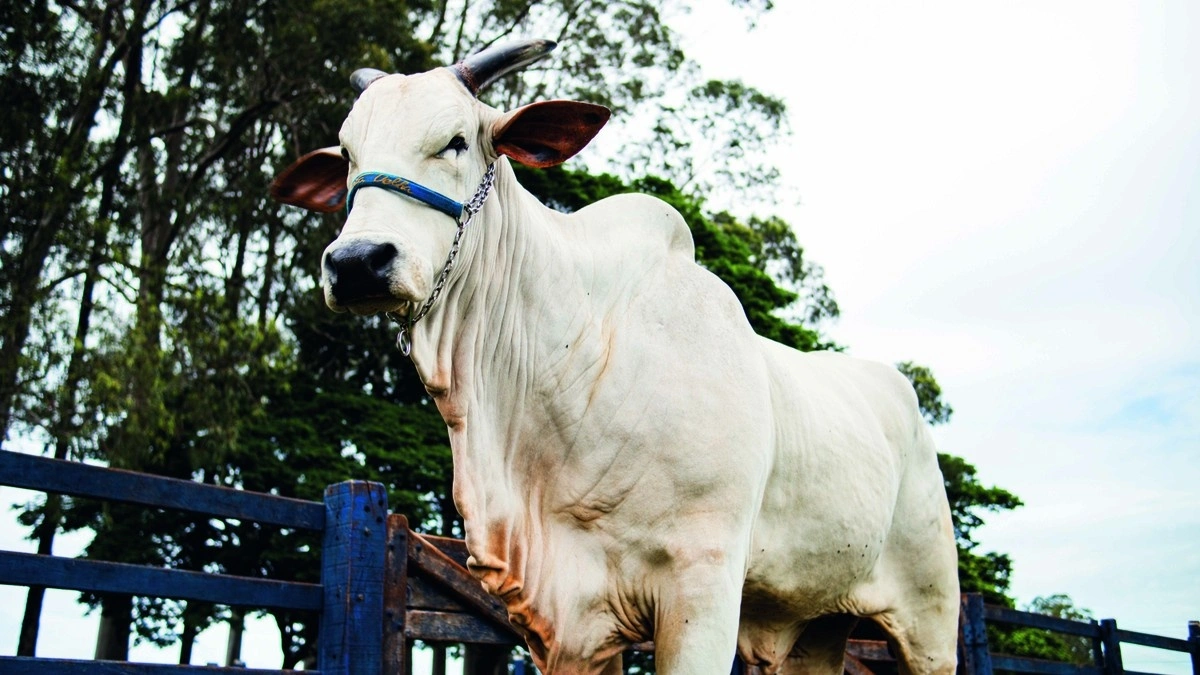 Genética de R$ 54 milhões: como é a rotina da vaca mais cara do mundo