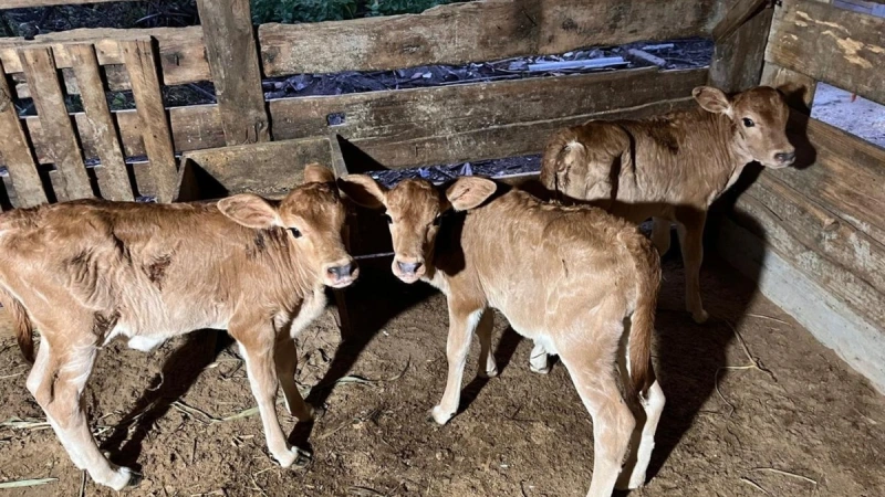 Em parto raríssimo, vaca dá à luz trigêmeas e surpreende família no RS