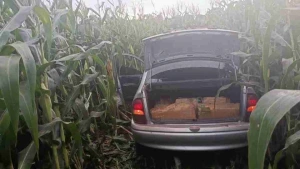 Quase 280 quilos de maconha são apreendidos após fuga de motorista em Assis Chateaubriand