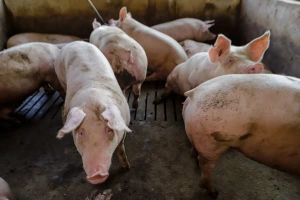 Preços do suíno vivo e da carne sofrem fortes quedas em abril