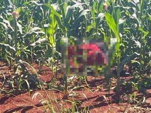 Corpo com marcas de tiros é encontrado em milharal em São Miguel do Iguaçu