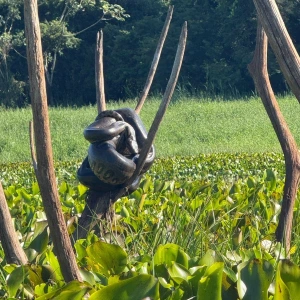 Sucuri de grande porte é avistada por pescadores no interior de Mercedes