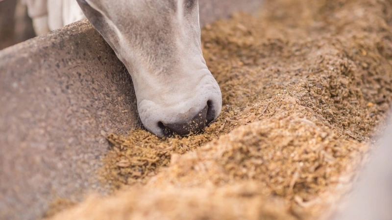 Produção de ração cresceu 2,8% no Brasil em 2025, diz relatório