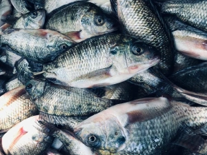 Representantes do agronegócio pedem suspensão das importações de pescado do Vietnã