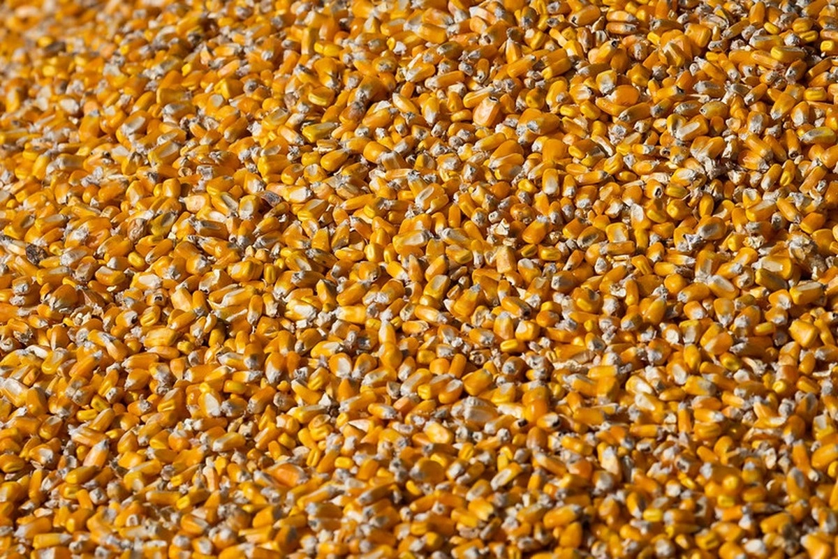 Clima quente e seco alerta produtores sobre safra de milho no Centro-Oeste e Sul