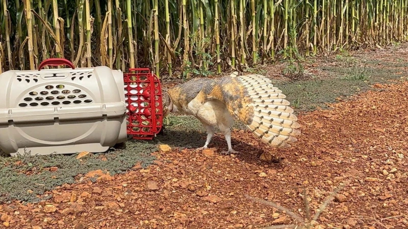 Coruja resgatada por morador de Nova Santa Rosa é reabilitada e devolvida à natureza