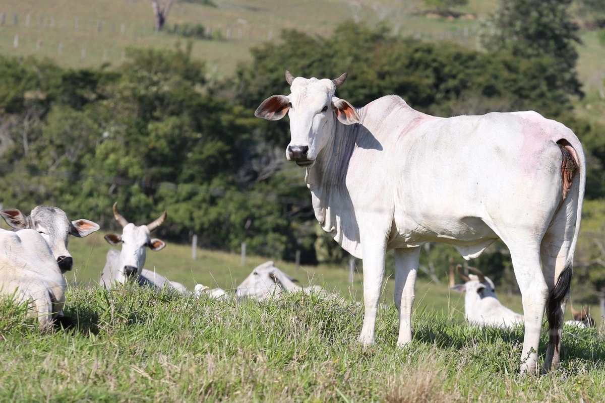 Boi gordo se valoriza mais que vaca em 2026