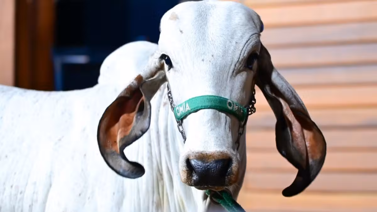 Leilões da ExpoZebu faturaram R$ 254 milhões neste ano