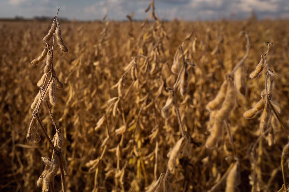 BrasilAgro vende 921 hectares de fazenda localizada no Paraguai
