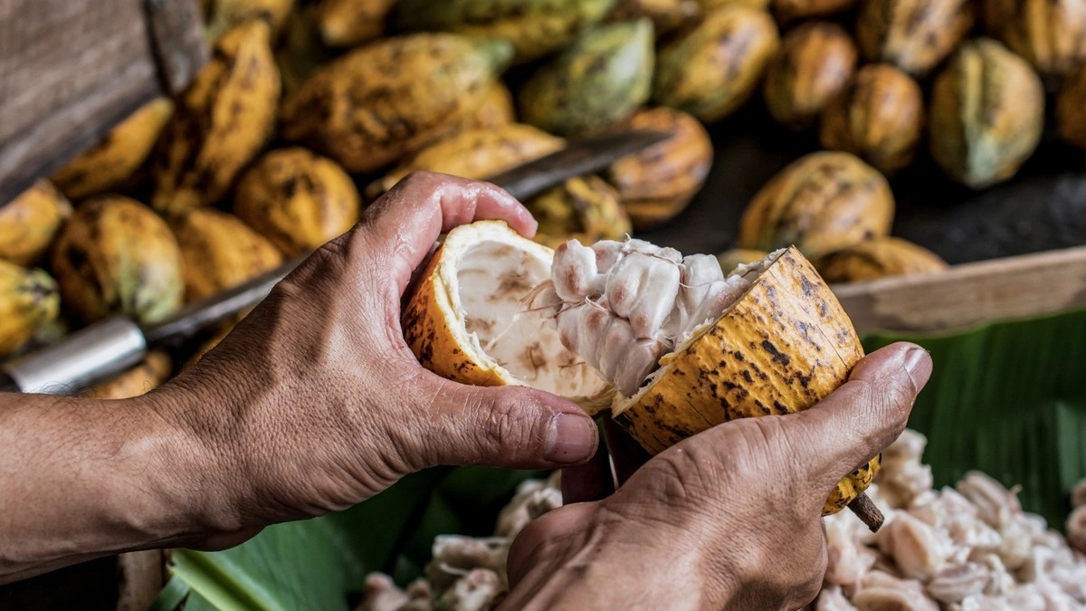 Cacau registra queda de quase 4% em Nova York