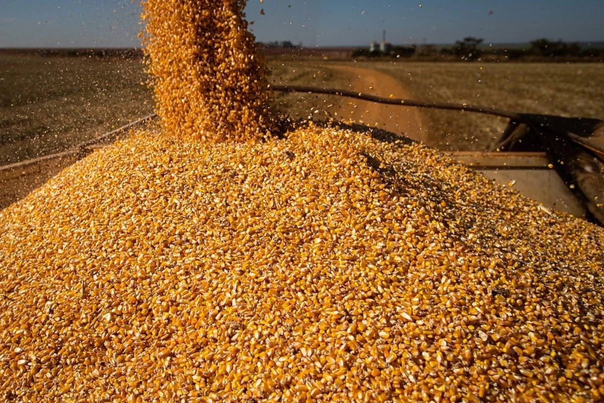 Alta no preço da ureia piora relações de troca de produtores de milho e soja