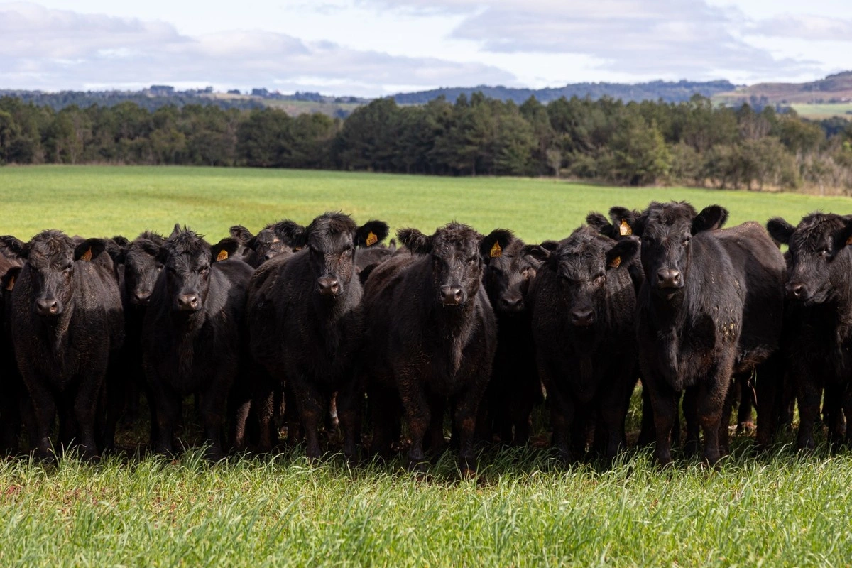 Venda de sêmen angus cresceu 31,2% no ano passado