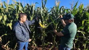 Dia de Campo Milho Safrinha da Copagril apresentará desempenho de híbridos e manejo sustentável em condições reais de campo