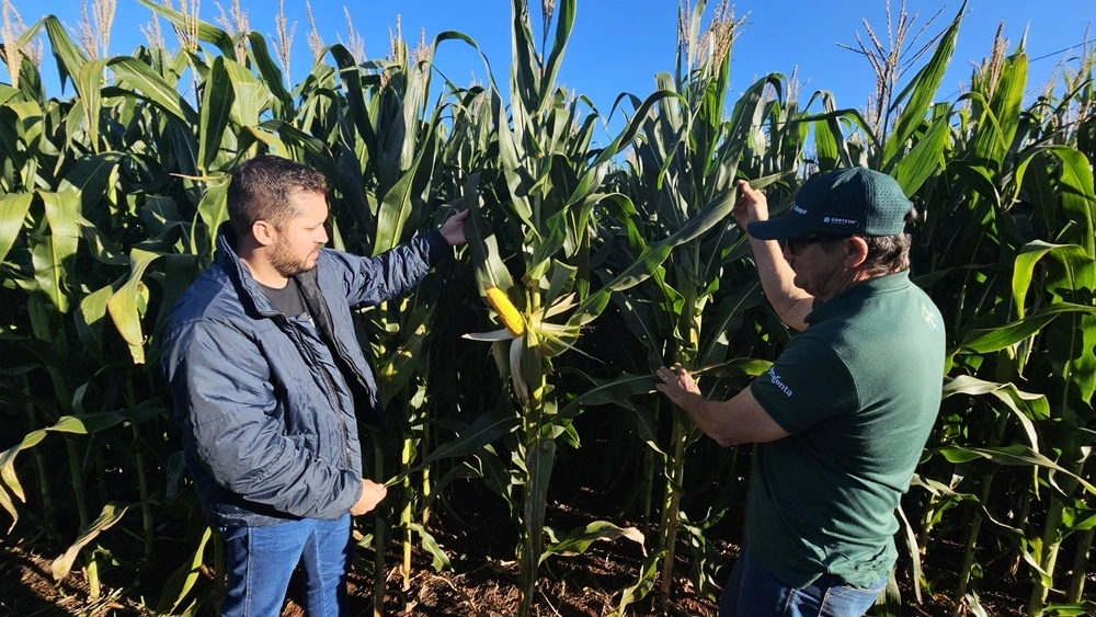Dia de Campo Milho Safrinha da Copagril apresentará desempenho de híbridos e manejo sustentável em condições reais de campo