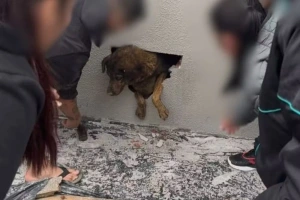 Vizinhos ouvem choro e encontram cadela desaparecida há mais de uma semana dentro de parede concretada em obra, no PR