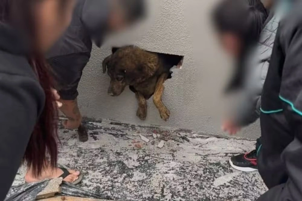 Vizinhos ouvem choro e encontram cadela desaparecida há mais de uma semana dentro de parede concretada em obra, no PR