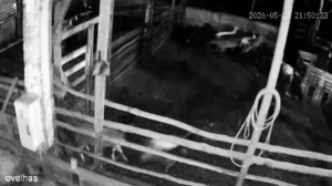 34 ovelhas morrem em ataque de onça em comunidade de Assis Chateaubriand