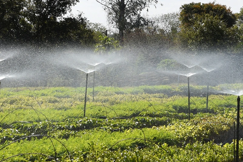 Frio e geadas exigem atenção no plantio de mudas, alerta Instituto Água e Terra