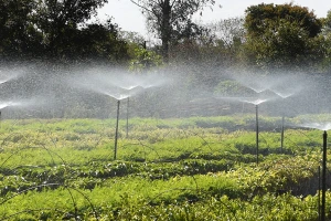 Frio e geadas exigem atenção no plantio de mudas, alerta Instituto Água e Terra