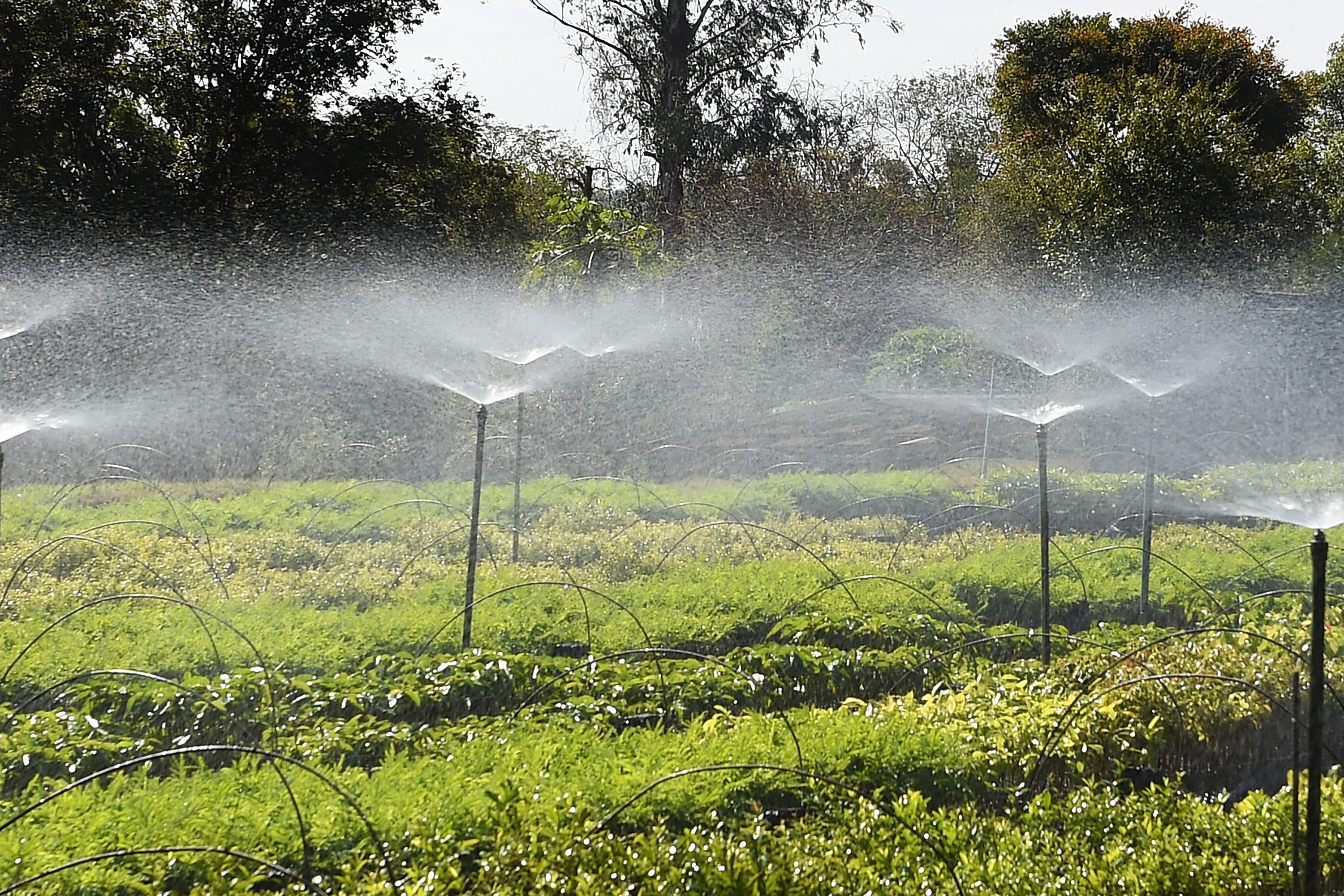 Frio e geadas exigem atenção no plantio de mudas, alerta Instituto Água e Terra