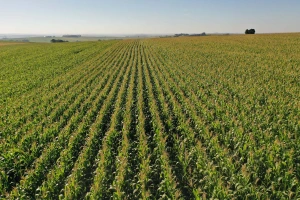 Área do milho na primeira safra cresce 31% no Paraná e será recorde na segunda