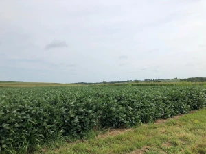 Após início de ano forte, agro pode sofrer com El Niño e alta dos fertilizantes