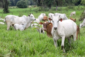 BOI/CEPEA: Arroba e carne se desvalorizam em maio; preço do bezerro sobe