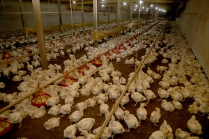 Exportações de aves e de suínos batem recorde
