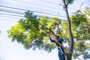 Mutirão de poda da Copel mobilizará 20 equipes em Nova Santa Rosa