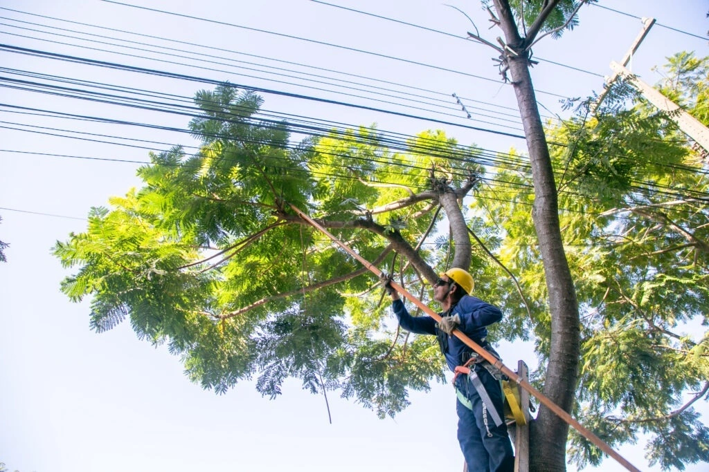 Mutirão de poda da Copel mobilizará 20 equipes em Nova Santa Rosa