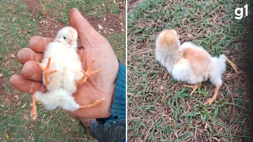 Pintinho nasce com quatro patas e surpreende produtor rural no RS: 'Com tração, eu nunca tinha visto', brinca