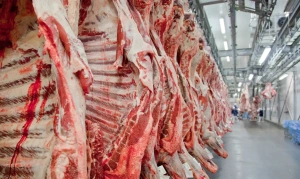 Abates de bovinos são recordes para o primeiro trimestre