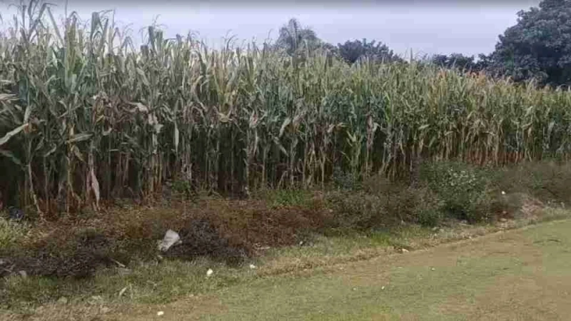 Feto é encontrado em plantação de milho em Toledo