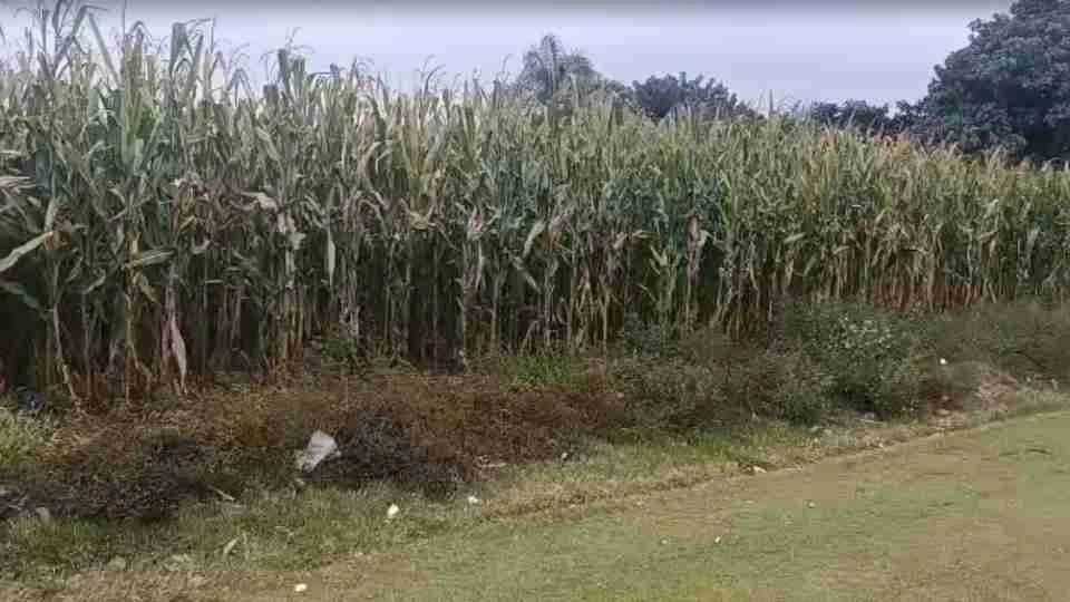 Feto é encontrado em plantação de milho em Toledo