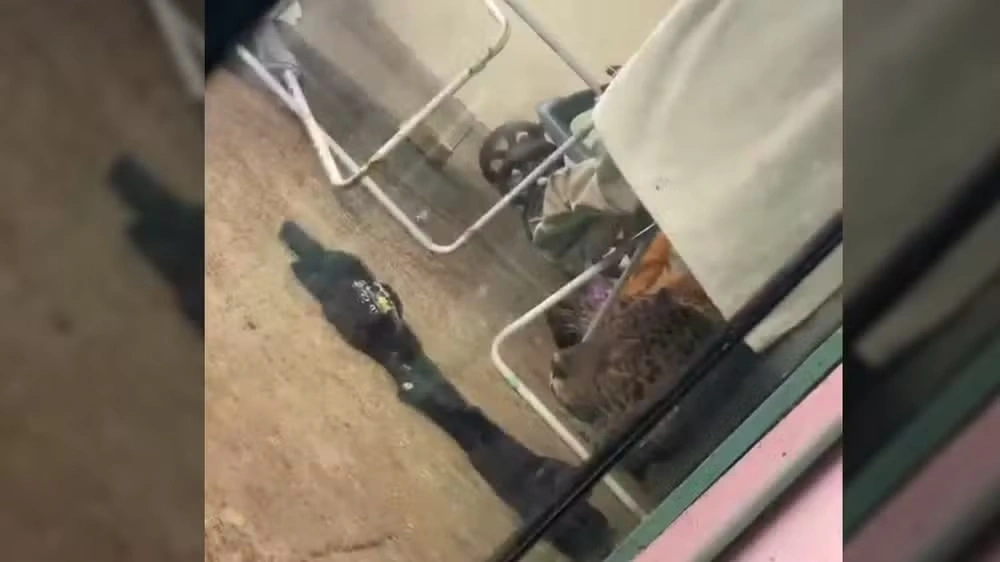 Onça é encontrada embaixo de varal de roupas em casa de Foz do Iguaçu