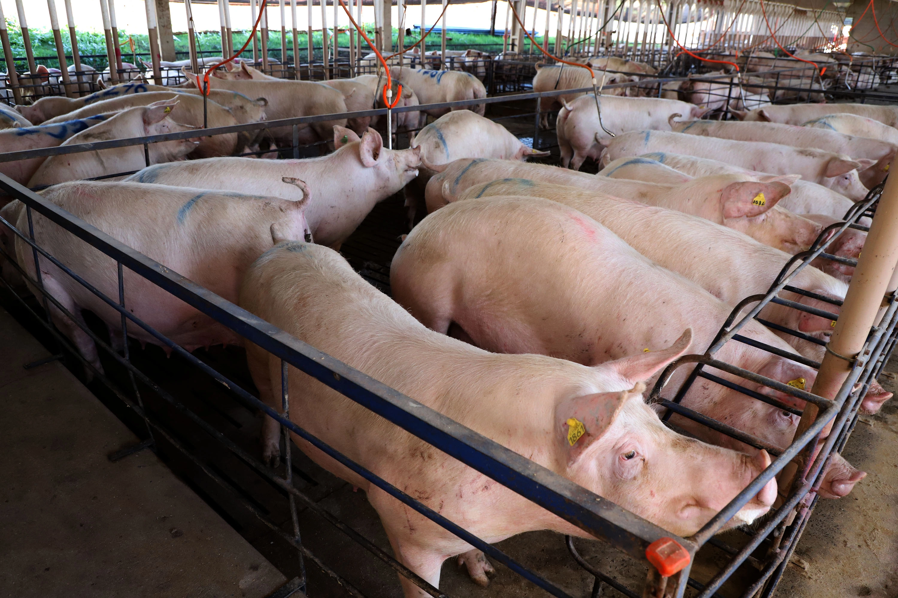 Nova Santa Rosa supera R$ 1,09 bilhão em Valor Bruto da Produção Agropecuária e registra novo recorde