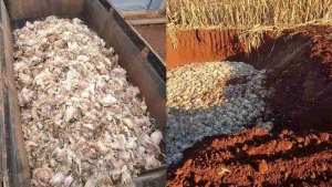 Queda de tensão após temporal causa prejuízo de R$ 125 mil em propriedade em Cascavel