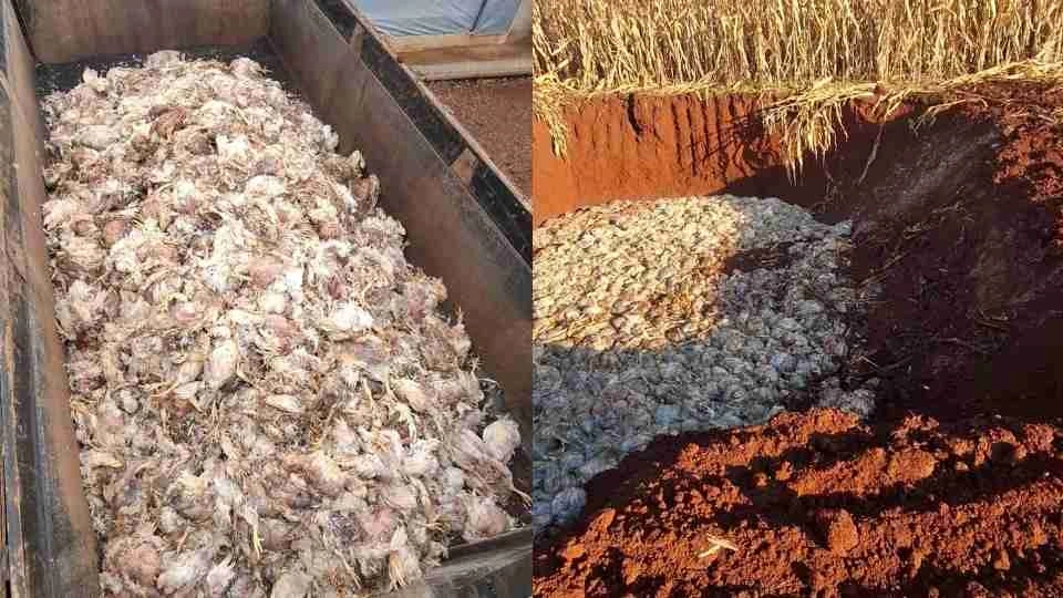 Queda de tensão após temporal causa prejuízo de R$ 125 mil em propriedade em Cascavel