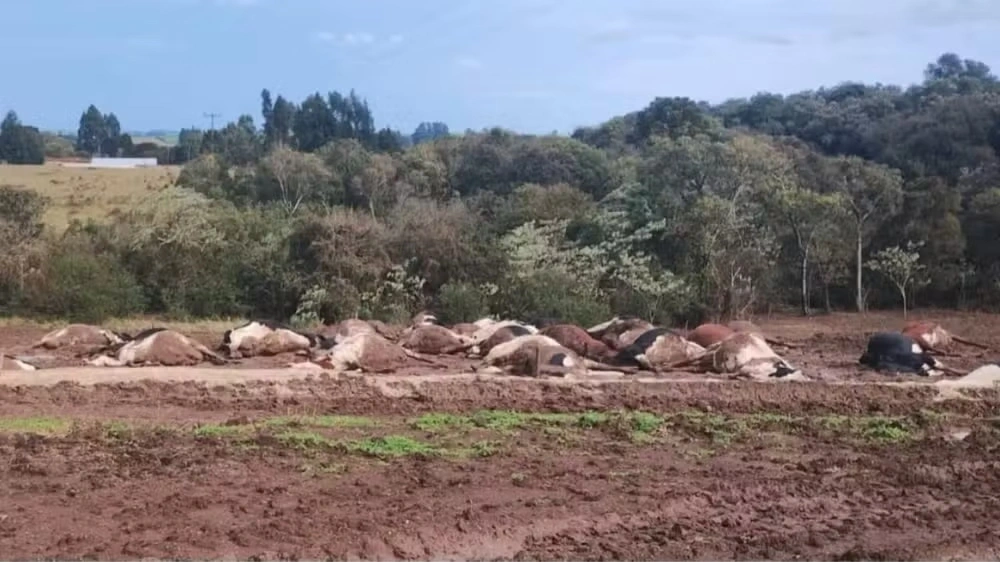 Mais de 30 vacas morrem eletrocutadas após queda de cabo de alta tensão em SC