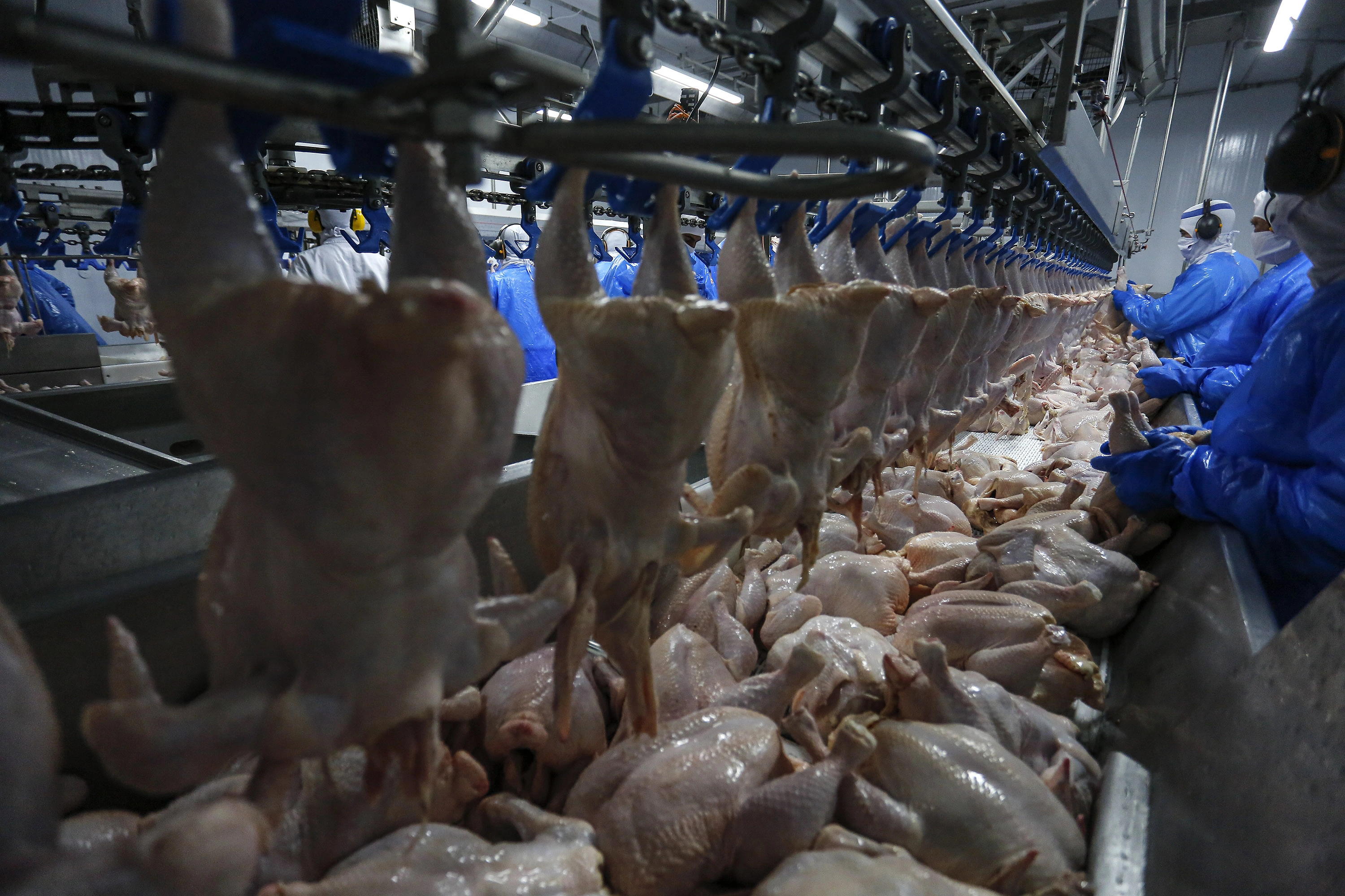 Exportações de carne de frango tiveram melhor primeiro semestre da história