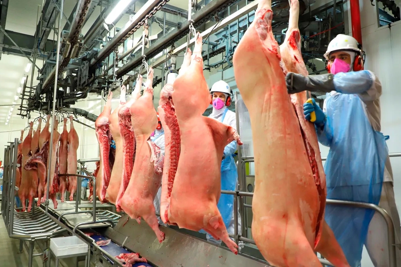 Exportações de carne suína atingem recorde histórico no 1º semestre
