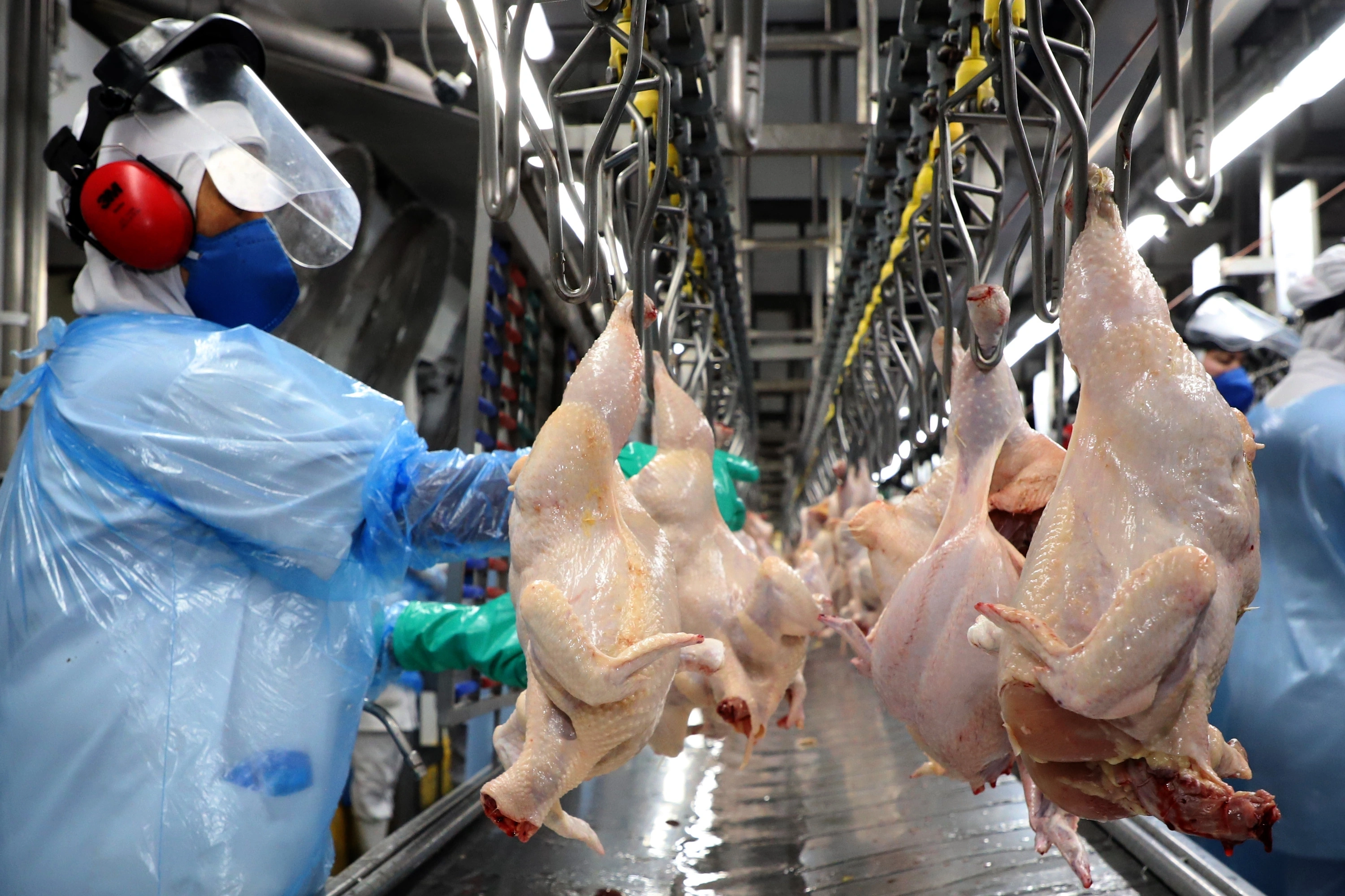 Mesmo com desafios geopolíticos, exportações de carne de frango são recordes no 1º semestre
