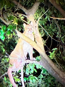 Onça-parda é avistada por campistas em cima de árvore em Porto Mendes