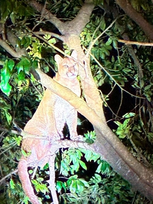 Onça-parda é avistada por campistas em cima de árvore em Porto Mendes