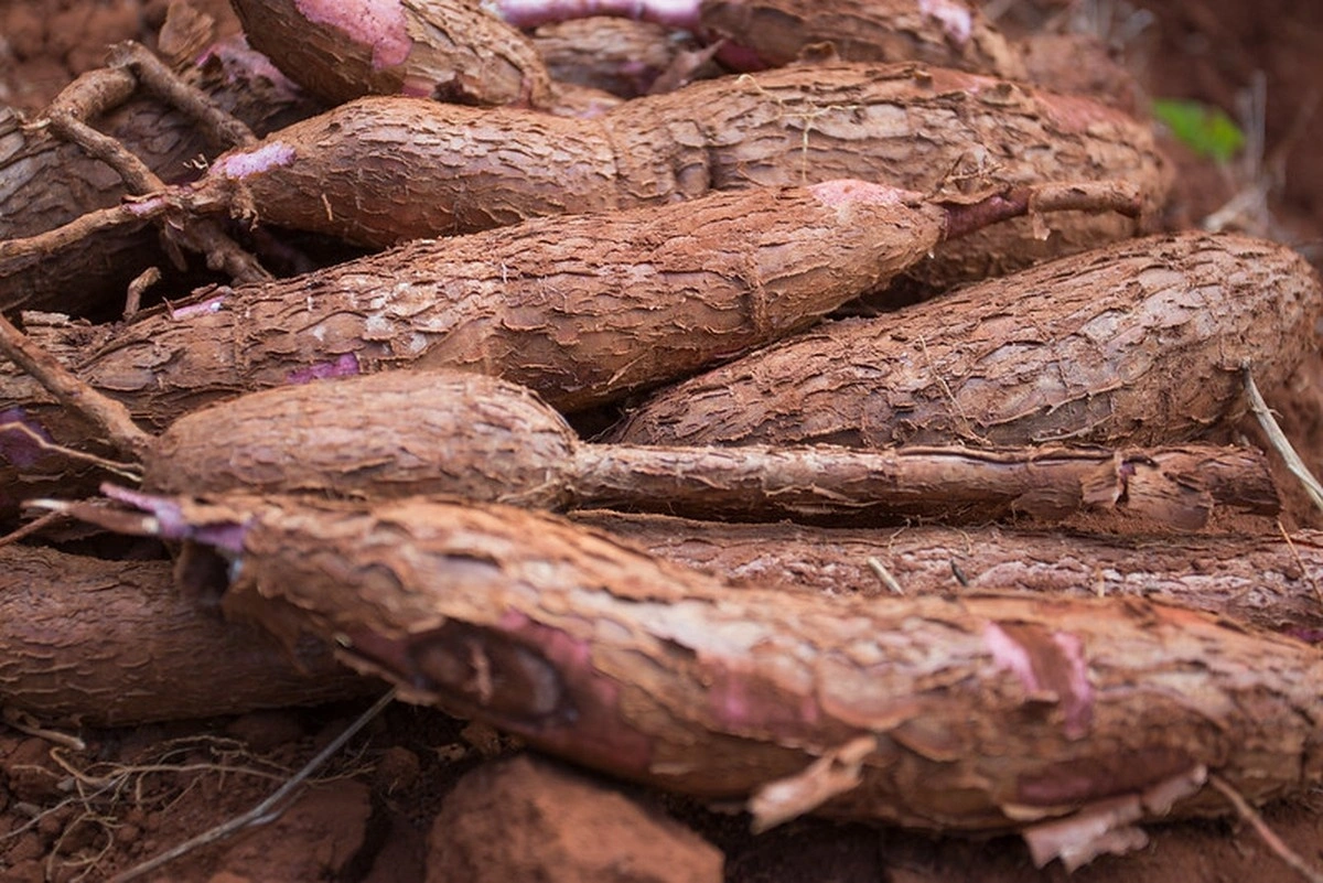 Média semanal do preço da mandioca alcança o maior patamar desde maio