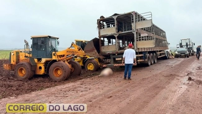 Caminhão carregado com suínos tomba no interior de Santa Helena e deixa animais mortos