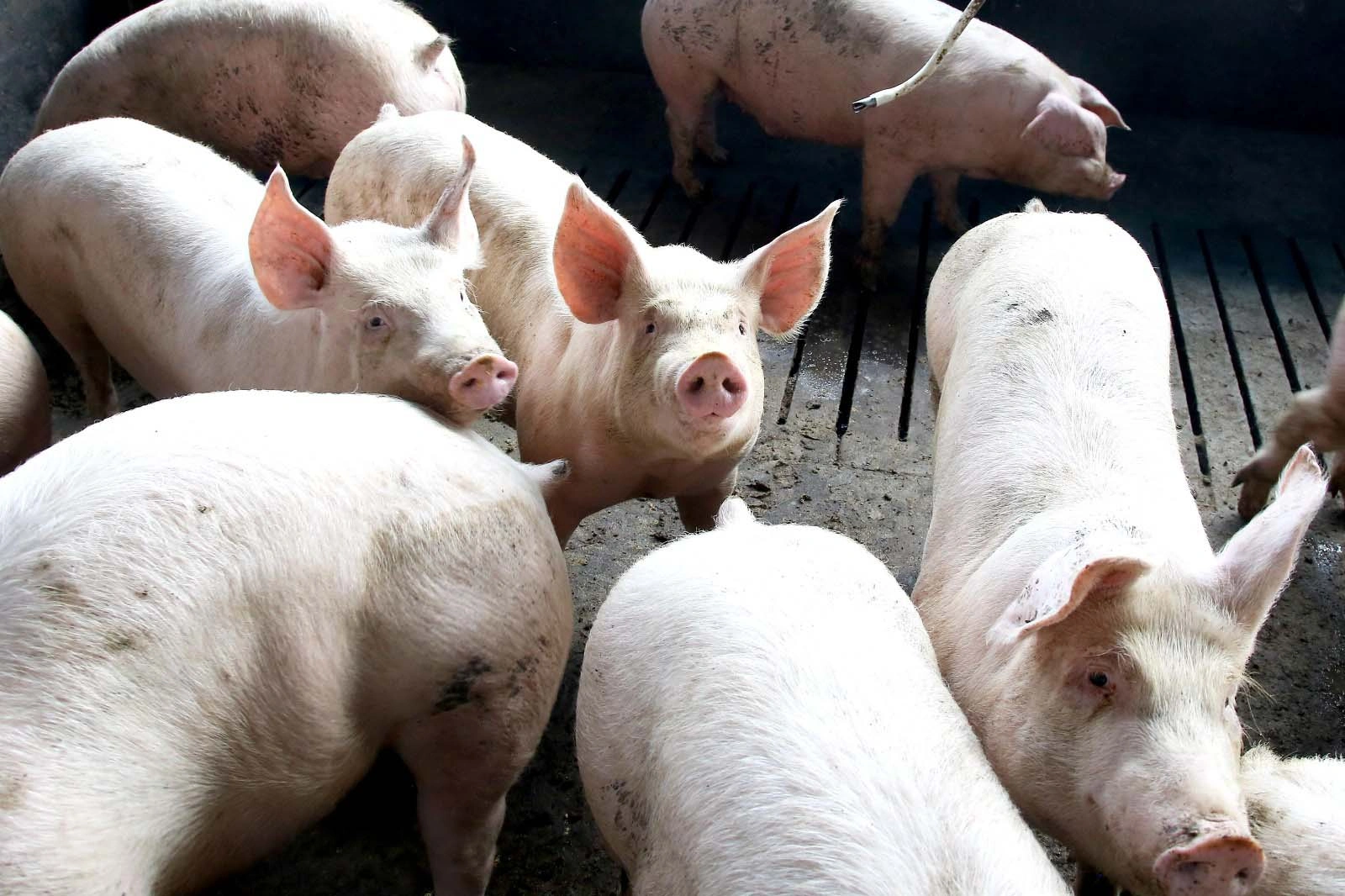 Preço do suíno vivo integrado supera valor do mercado independente